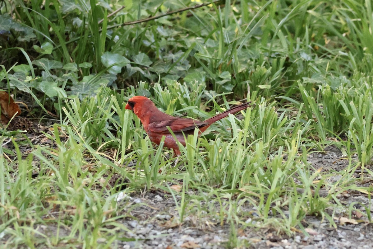 Cardinal rouge - ML620607129