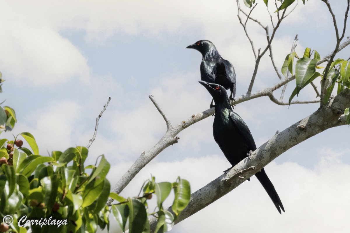 Metallic Starling - ML620607131