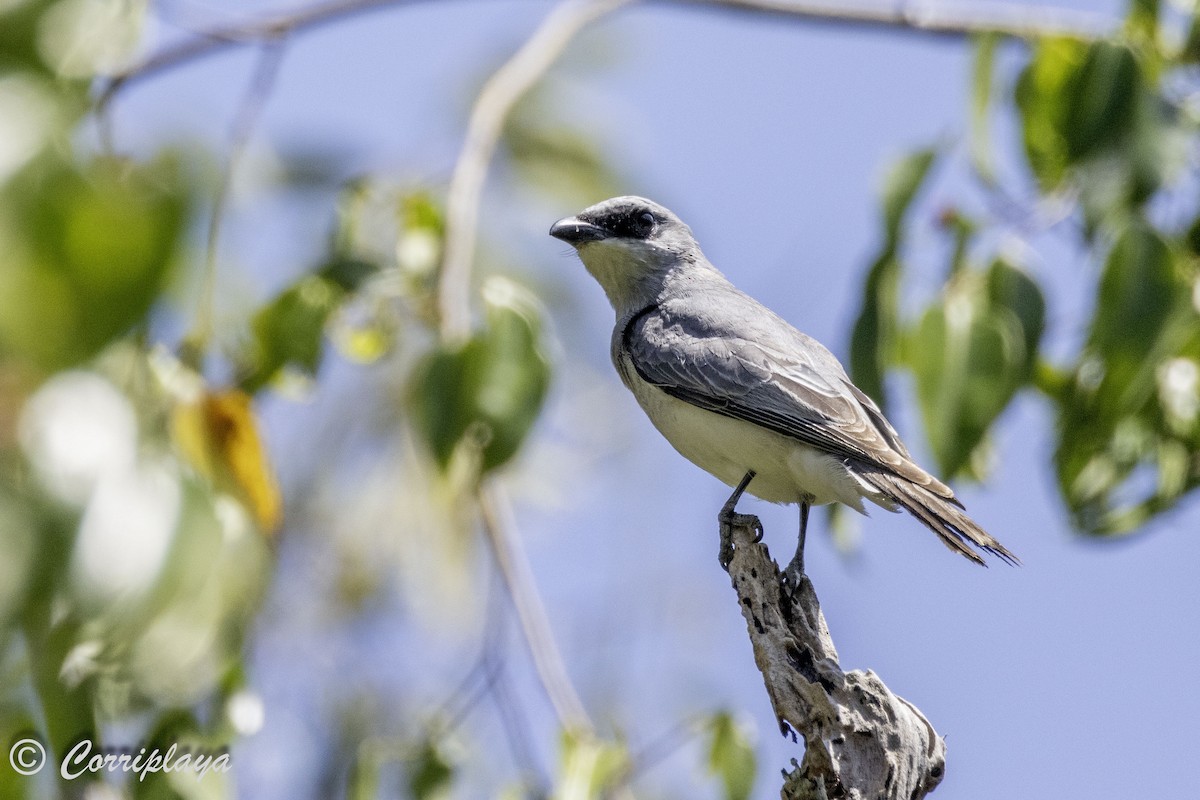 White-bellied Cuckooshrike - ML620607136