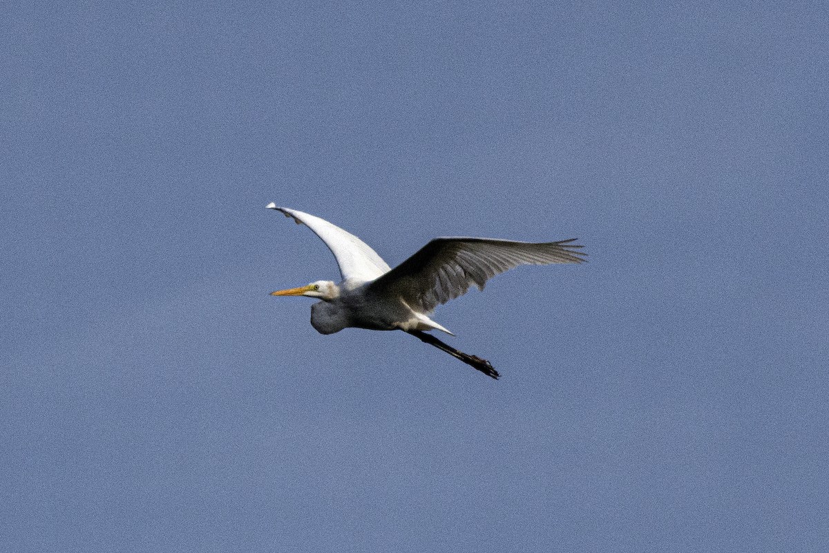 Great Egret - ML620607143