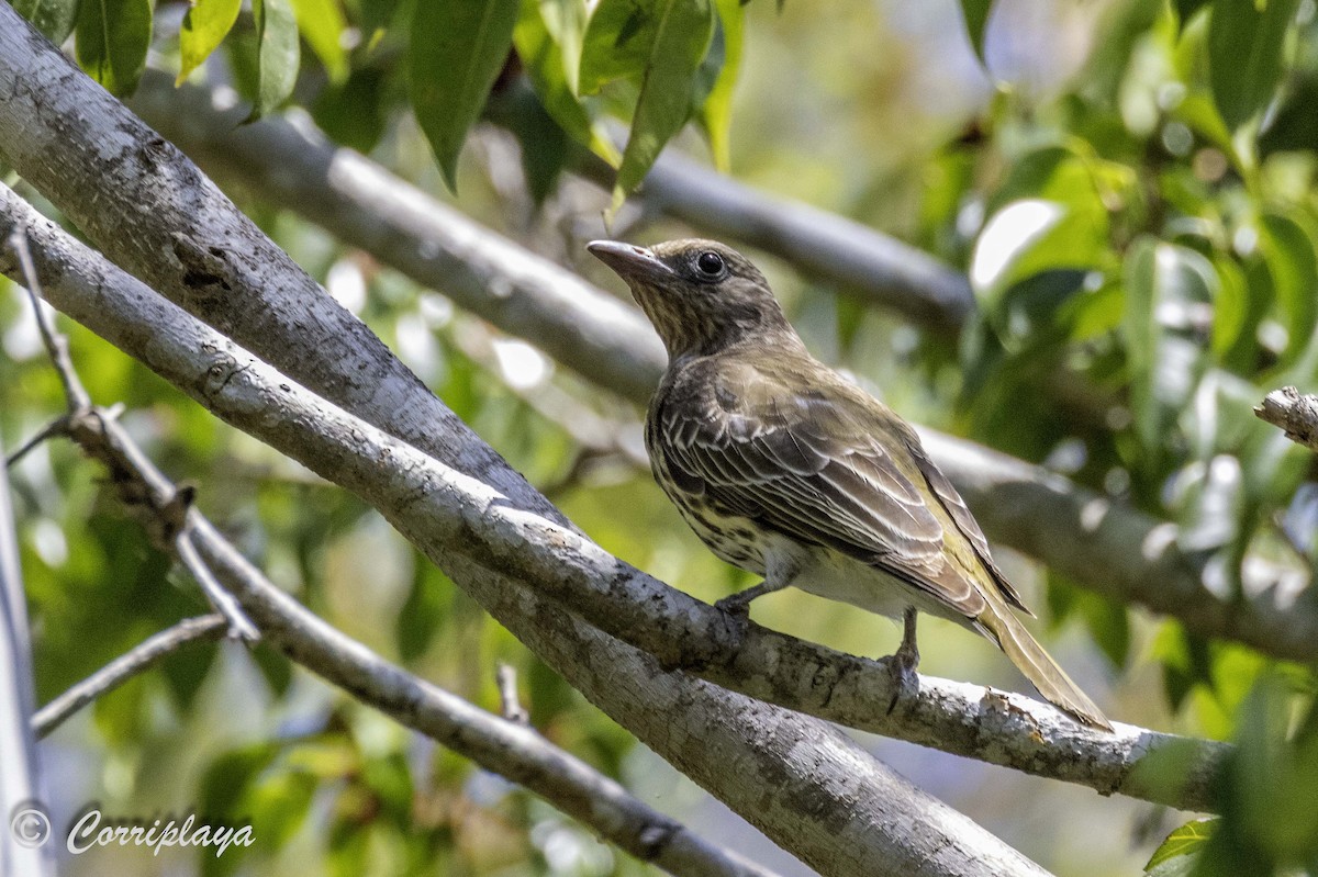 Australasian Figbird - ML620607144