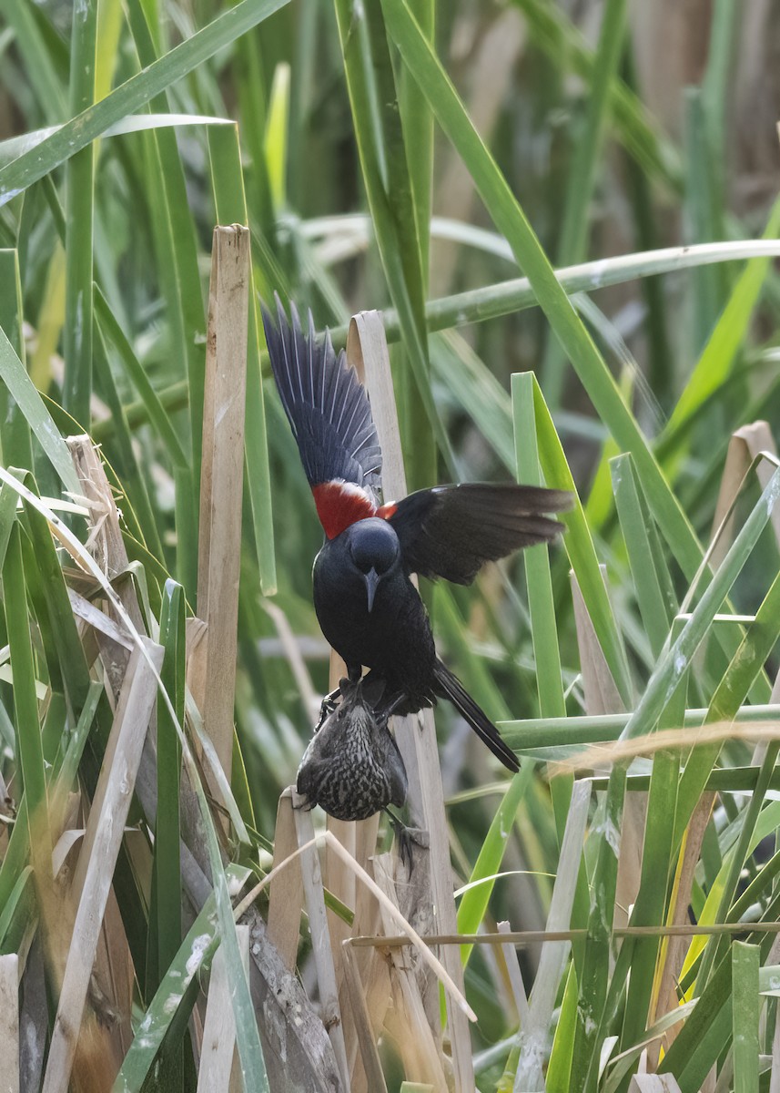 Tricolored Blackbird - ML620607151