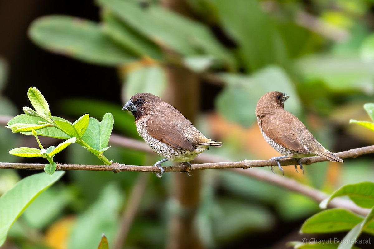 Scaly-breasted Munia - ML620607152