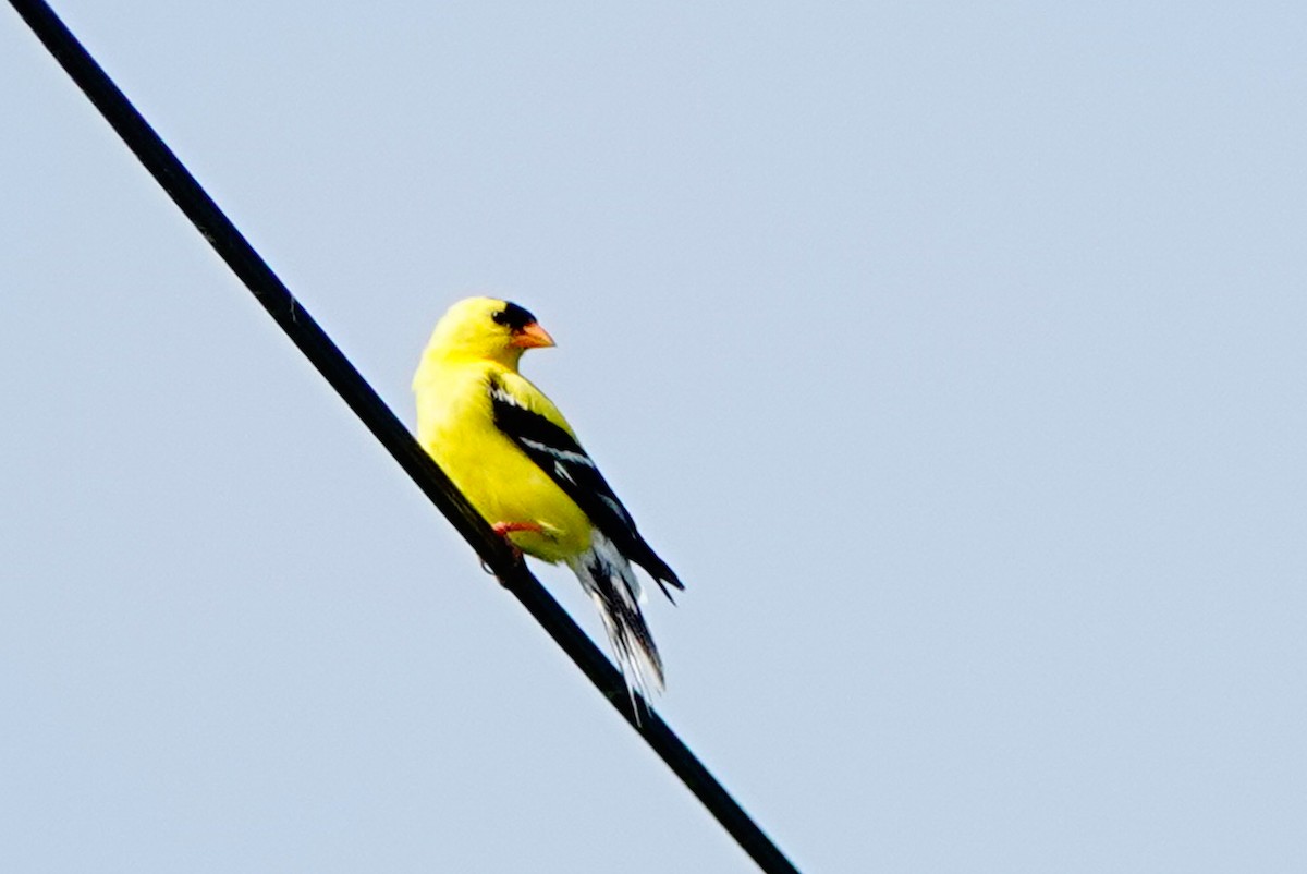 American Goldfinch - ML620607160