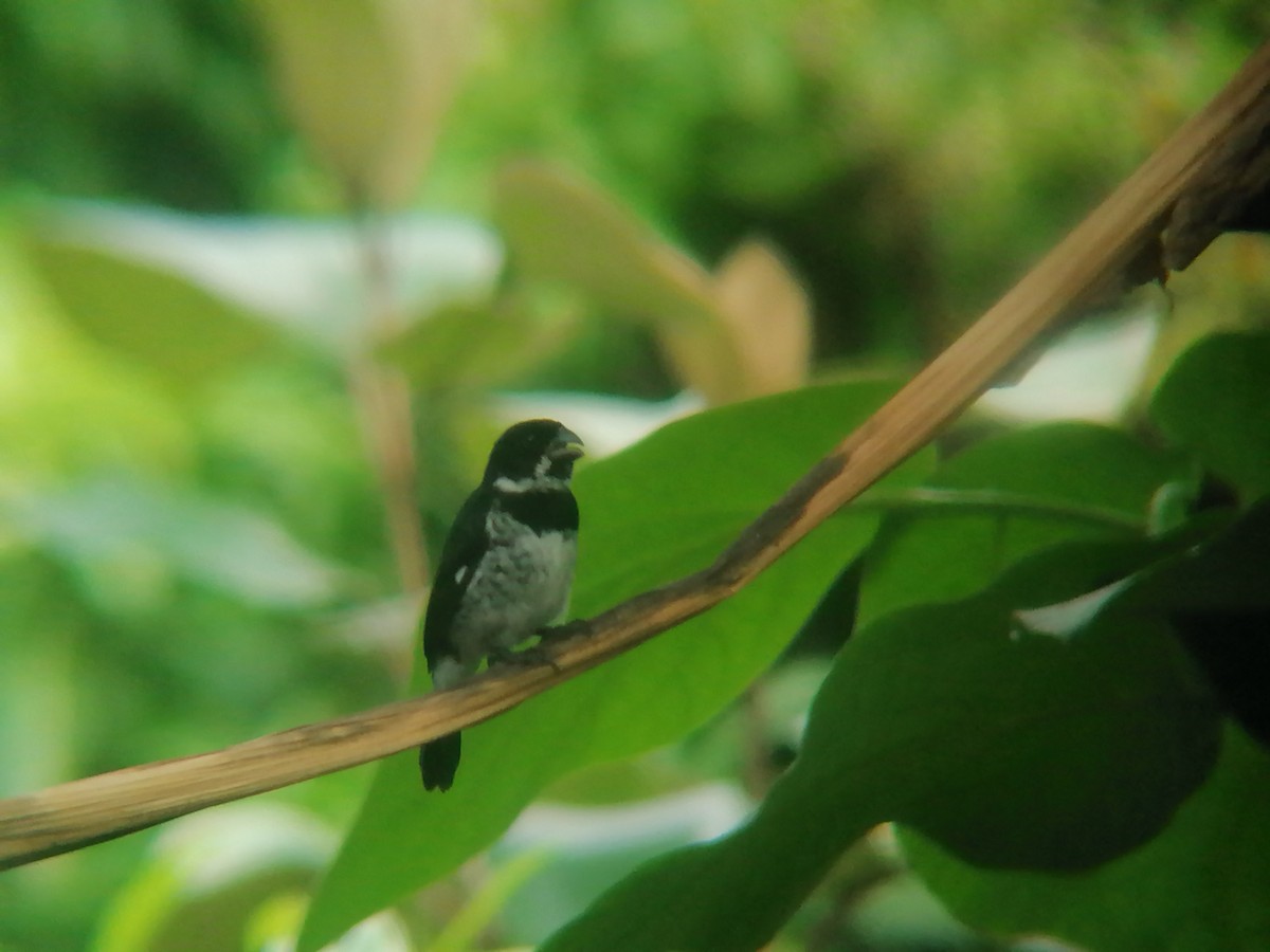 Variable Seedeater - ML620607161