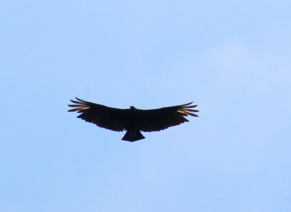 Black Vulture - ML620607165