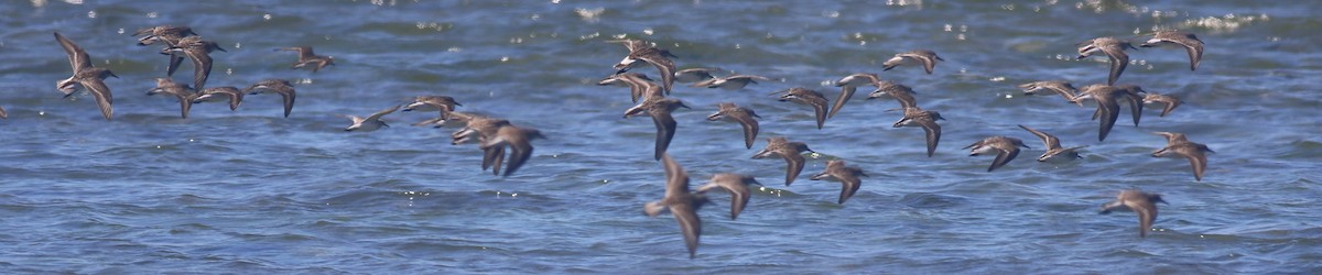 Semipalmated Sandpiper - ML620607169