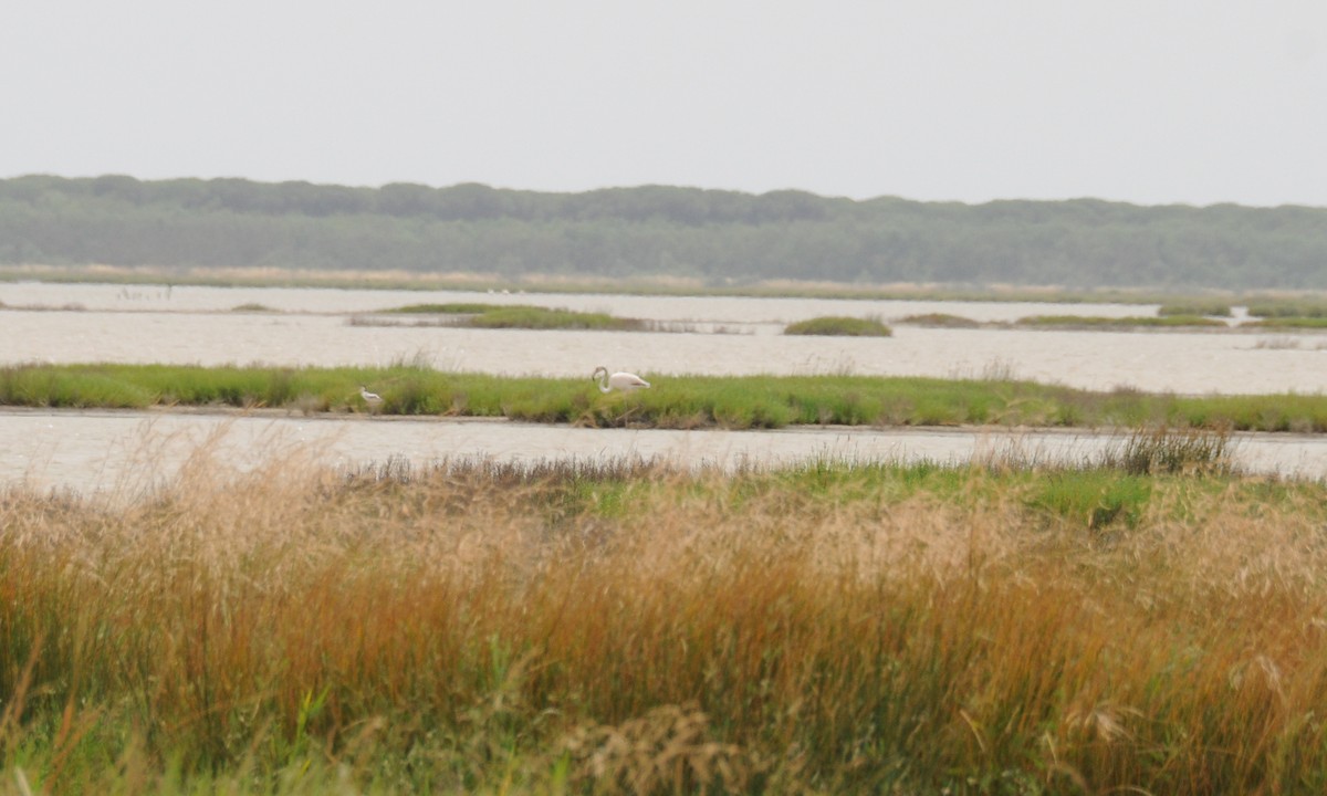 Greater Flamingo - Ste Puc