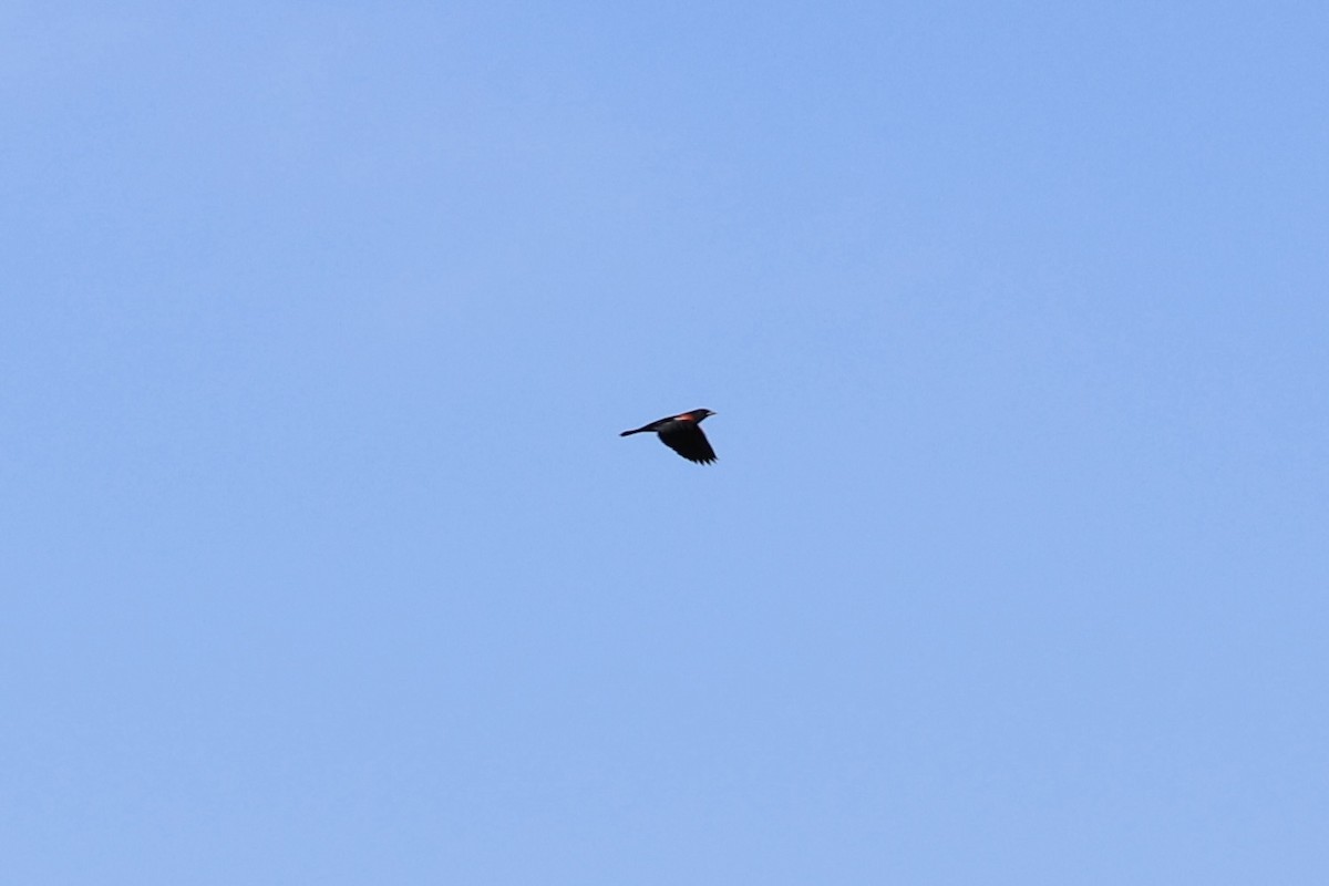 Red-winged Blackbird - ML620607173