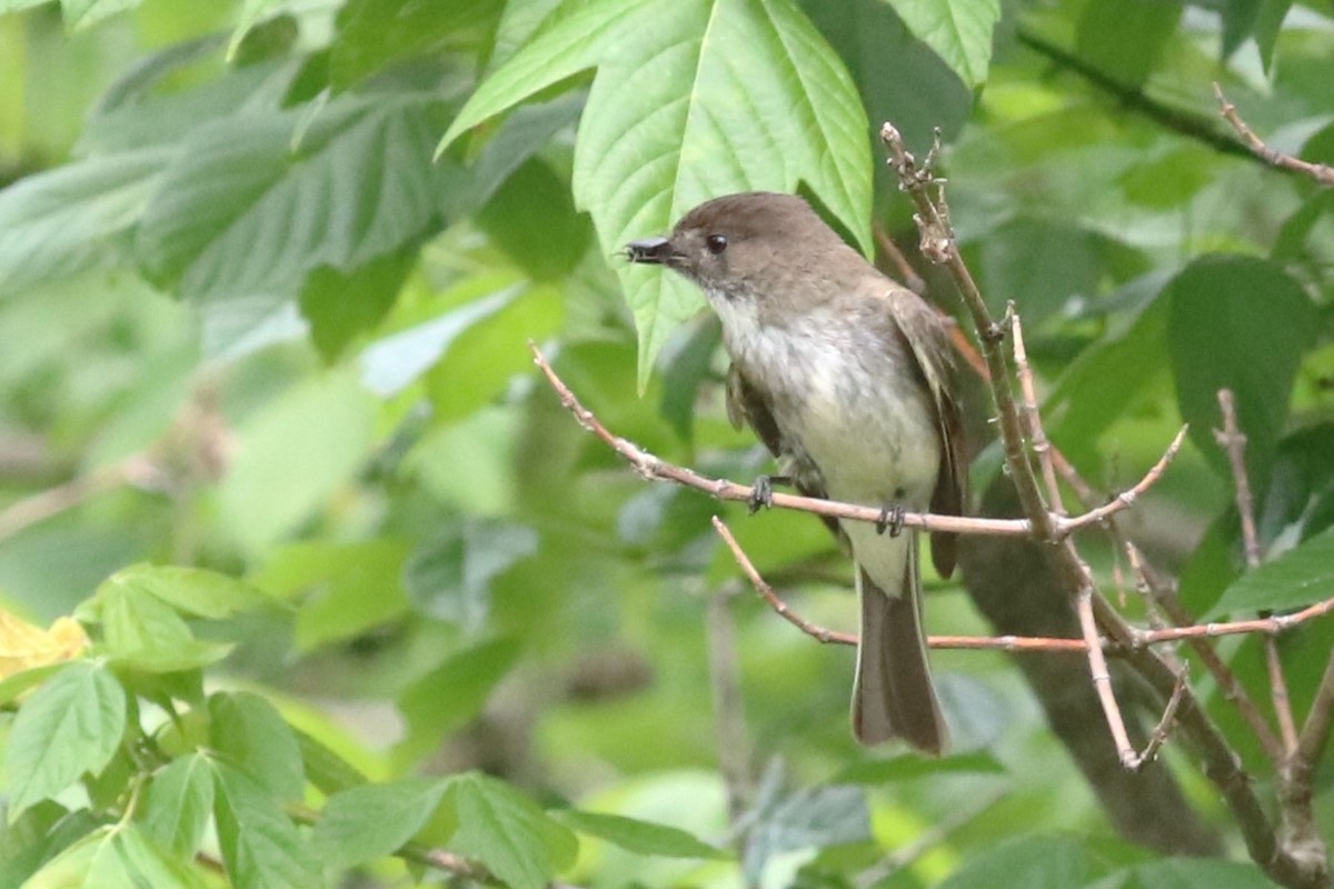 Eastern Phoebe - ML620607174