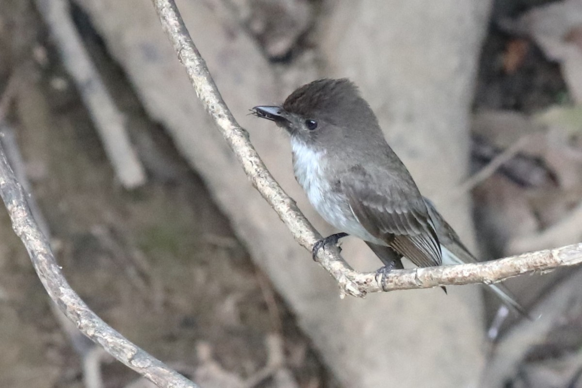 Eastern Phoebe - Karen Bonsell