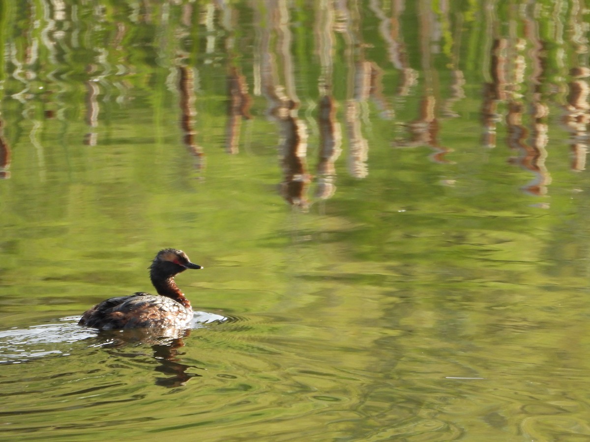 Horned Grebe - ML620607179