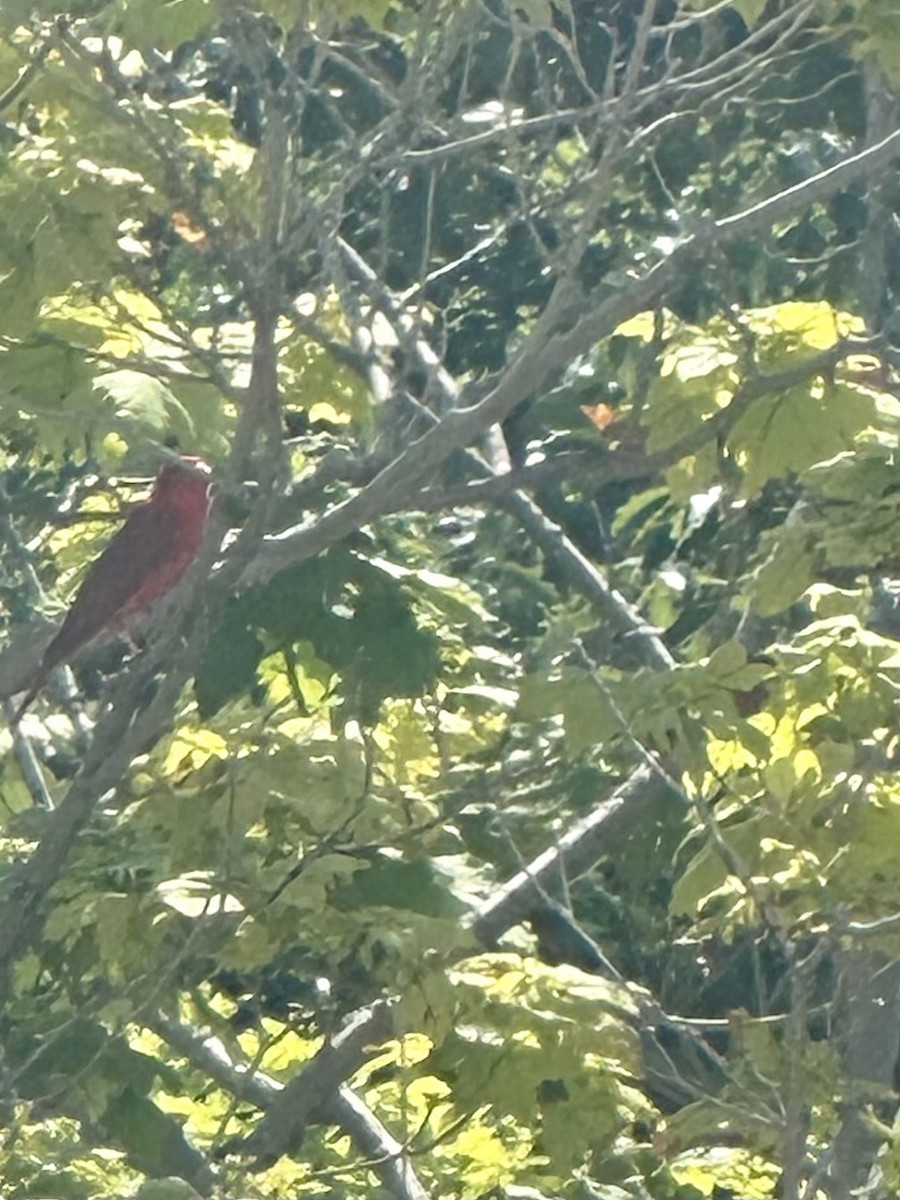 Summer Tanager - ML620607181