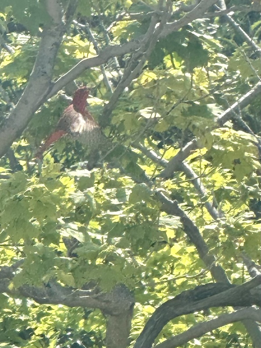 Summer Tanager - ML620607182