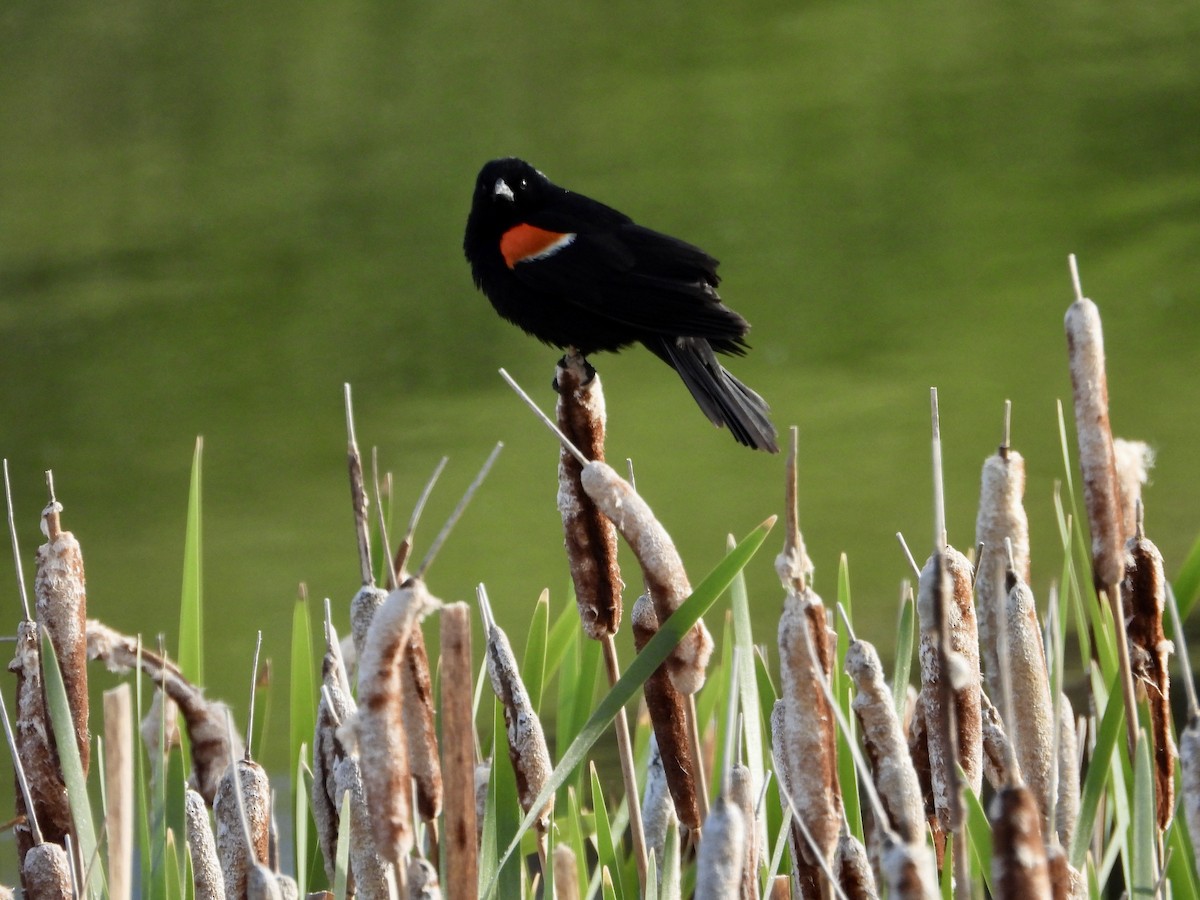 Red-winged Blackbird - ML620607184