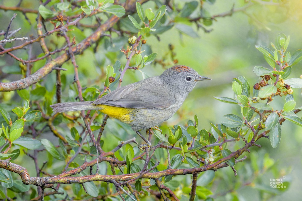 Colima Warbler - ML620607187