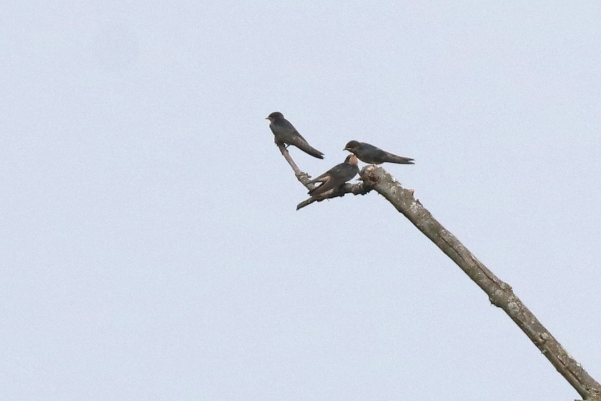 Barn Swallow - ML620607189