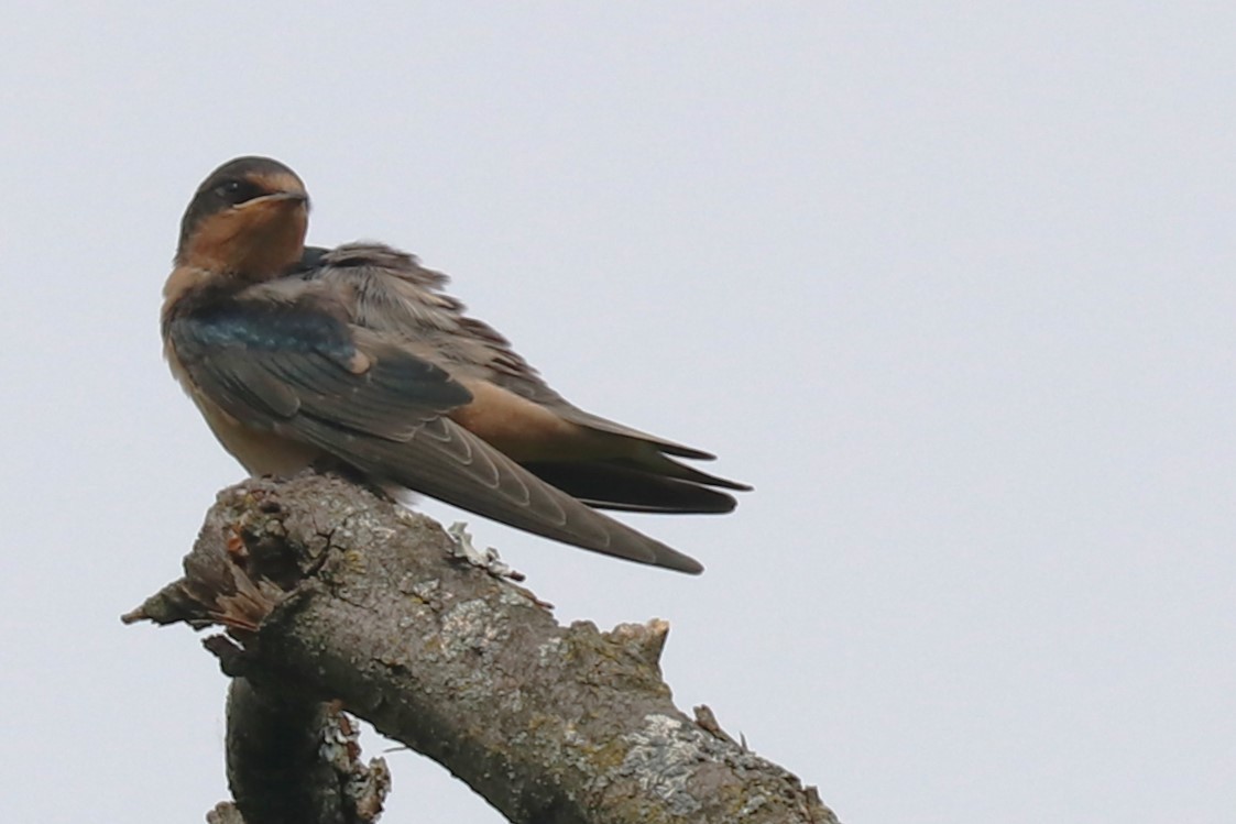 Barn Swallow - ML620607192