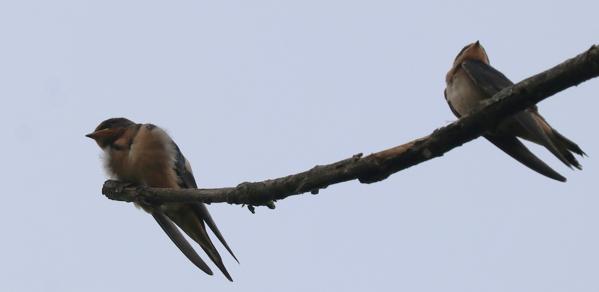 Barn Swallow - Karen Bonsell