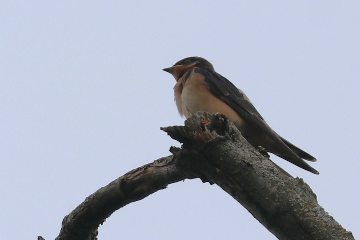 Barn Swallow - ML620607195