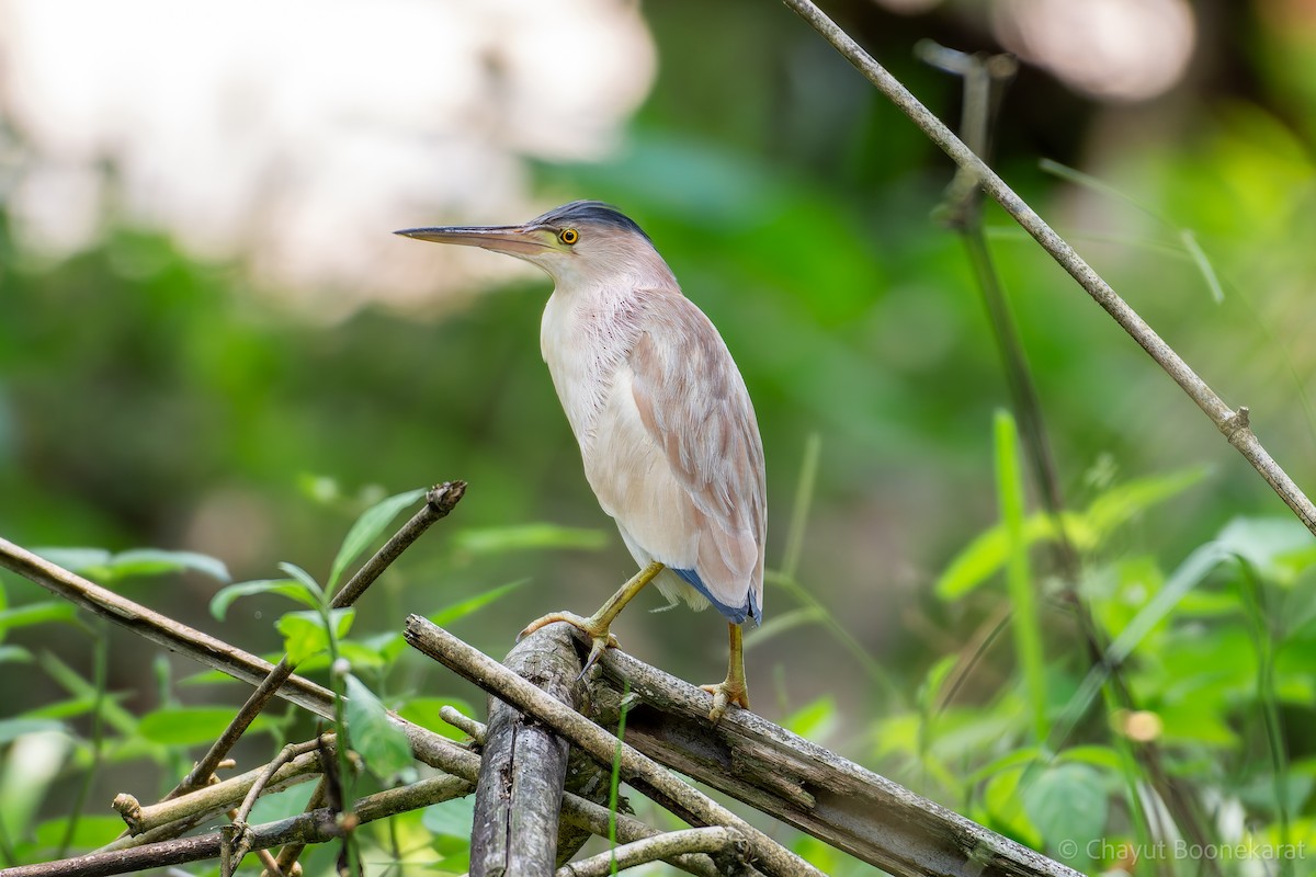 Yellow Bittern - ML620607197