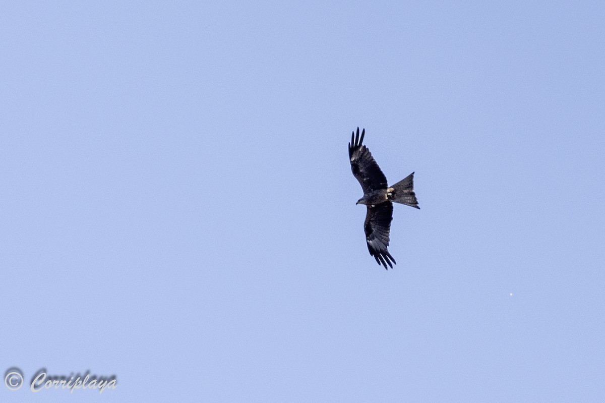 Black Kite - ML620607199