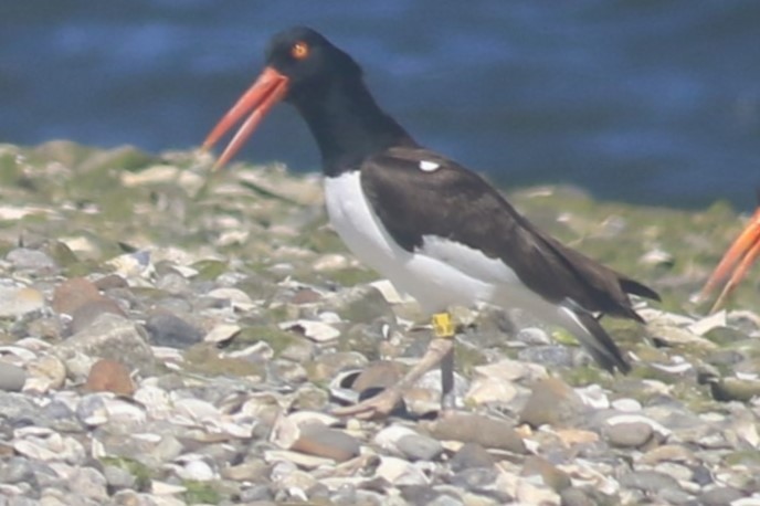 American Oystercatcher - ML620607201