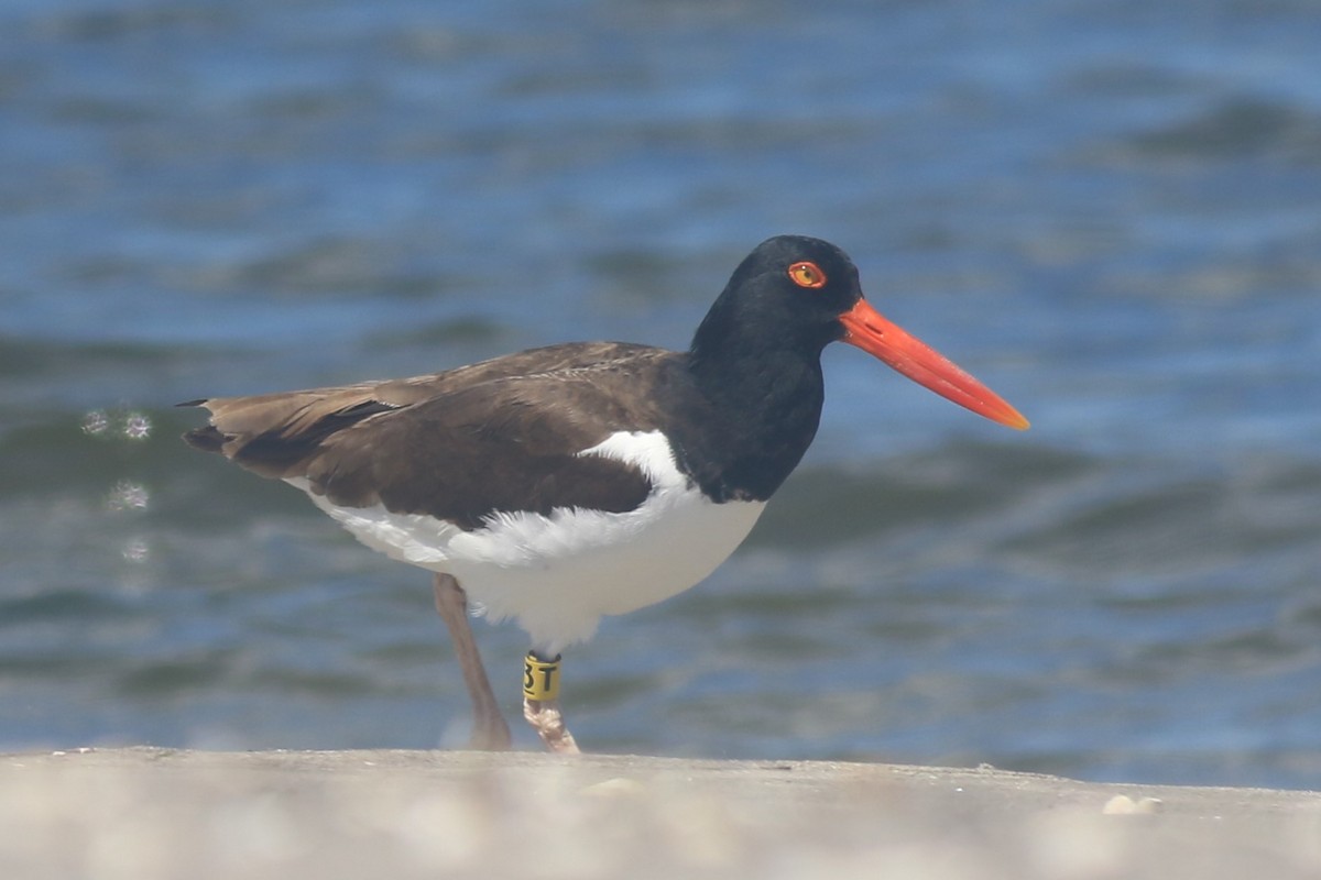 American Oystercatcher - ML620607202