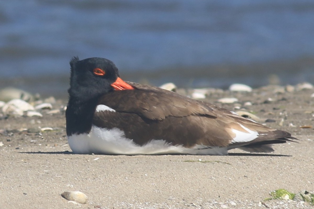 American Oystercatcher - ML620607203