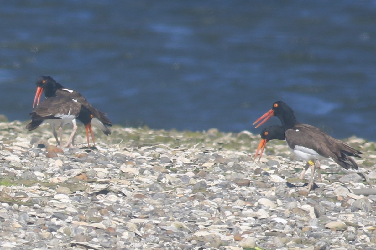 American Oystercatcher - ML620607204