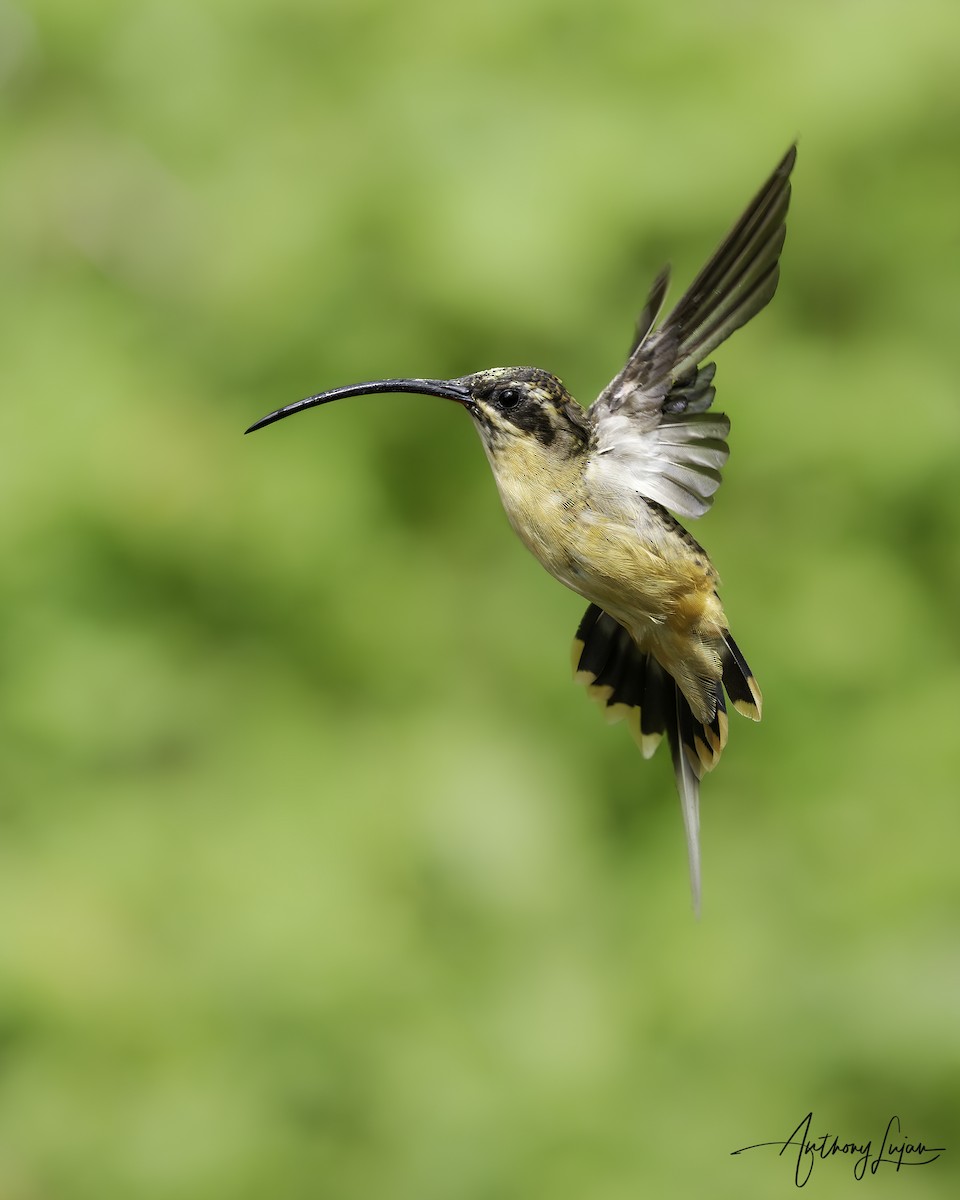 Tawny-bellied Hermit - ML620607205