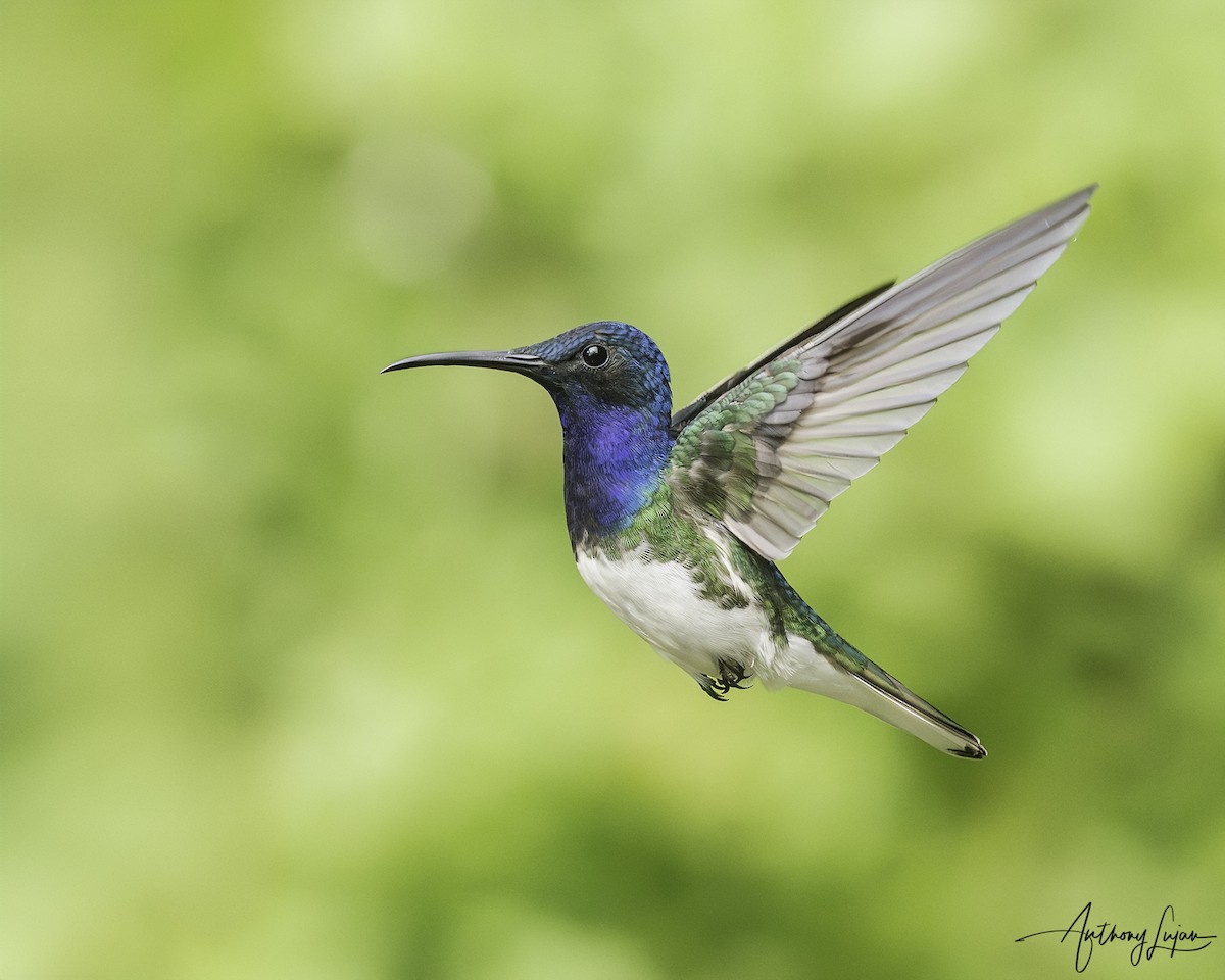 White-necked Jacobin - ML620607207