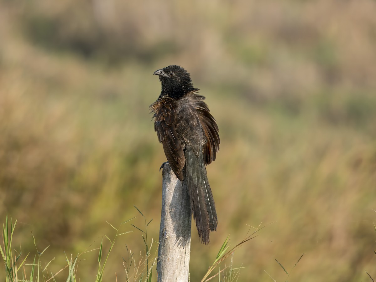 Lesser Coucal - ML620607210