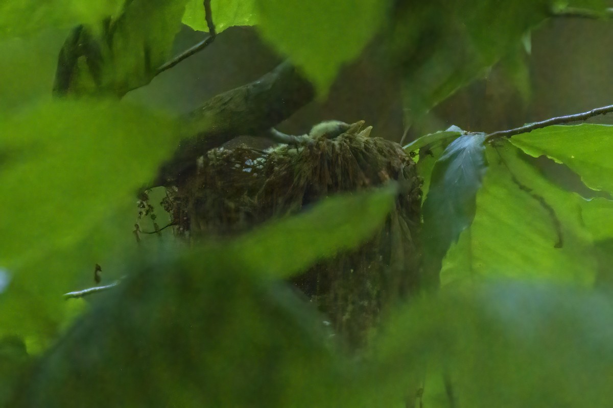 Acadian Flycatcher - ML620607212