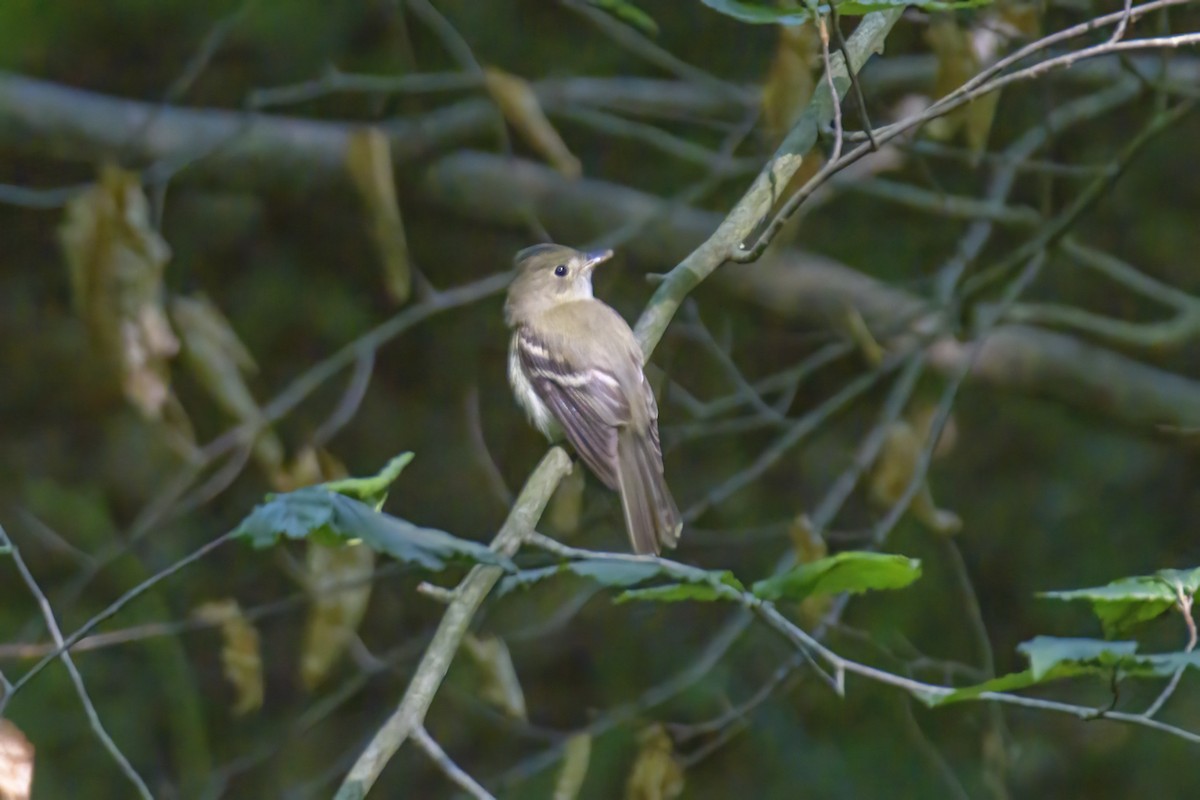 Acadian Flycatcher - ML620607213