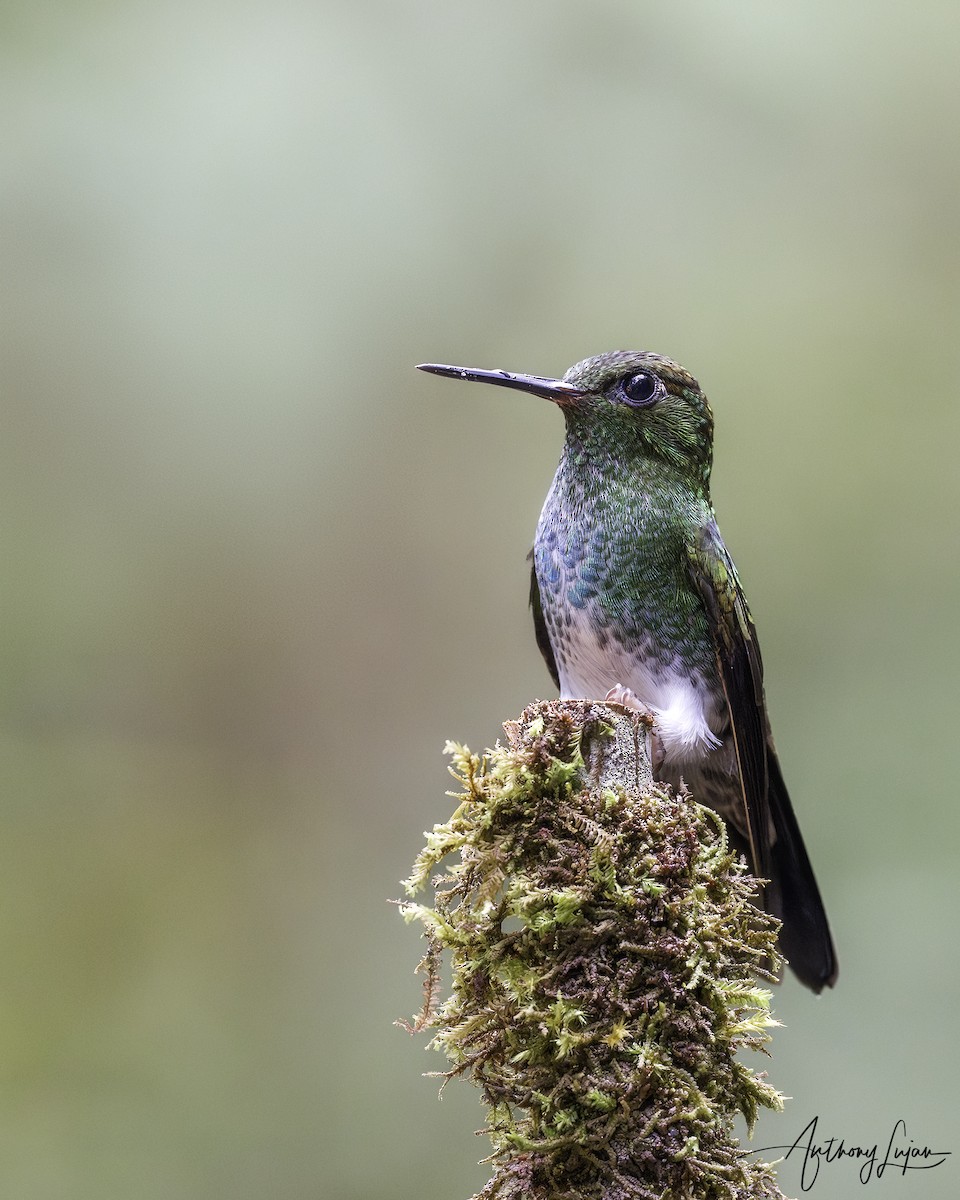 kolibřík zelenkavý - ML620607214