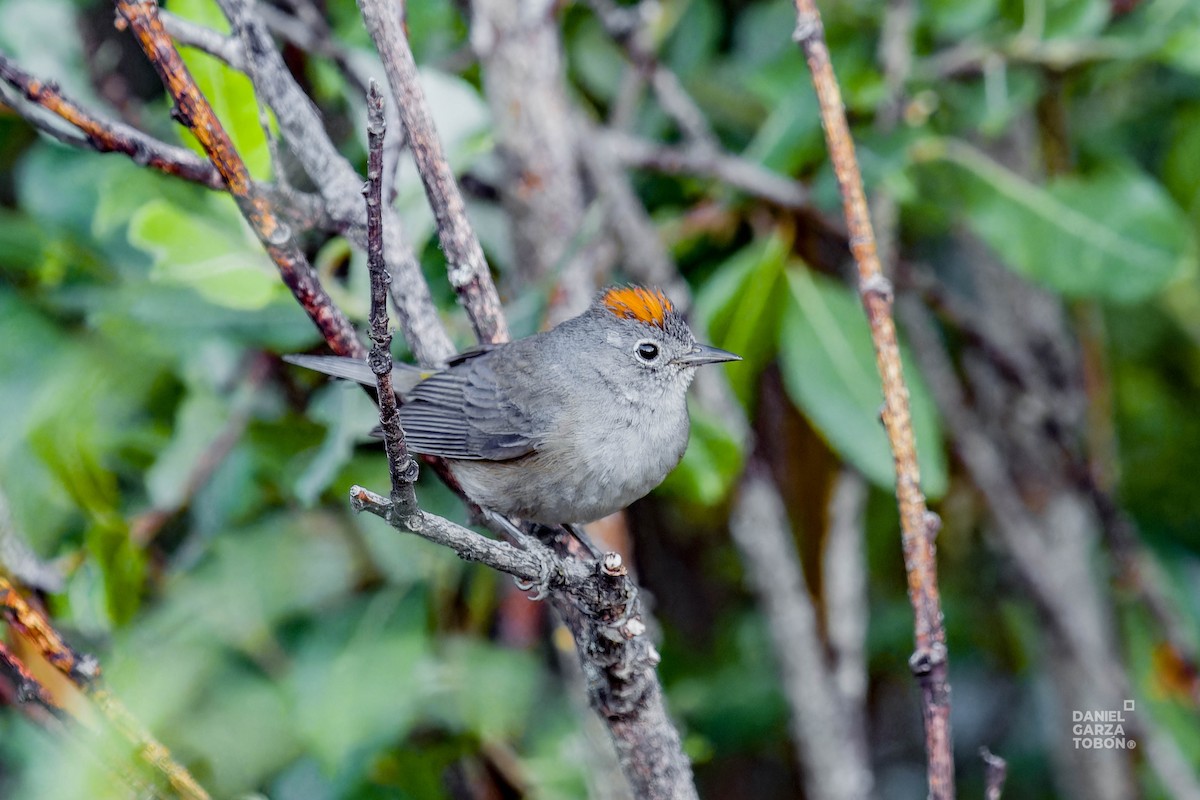 Colima Warbler - ML620607217