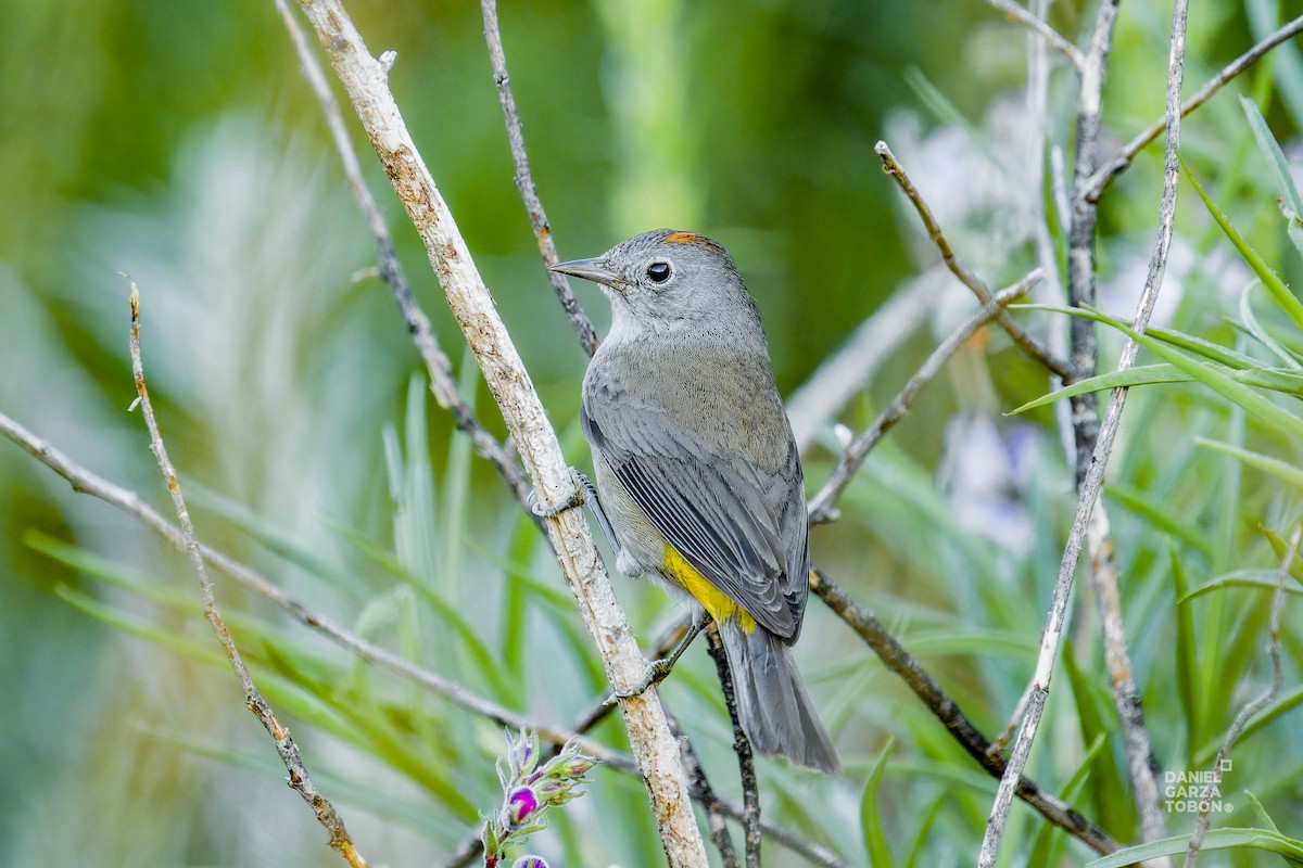 Colima Warbler - ML620607218