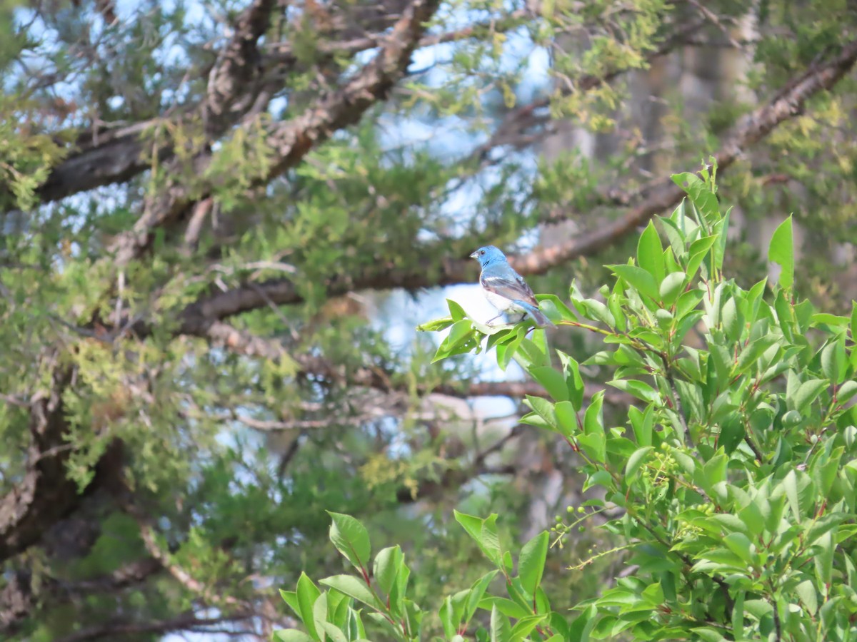 Lazuli Bunting - ML620607221