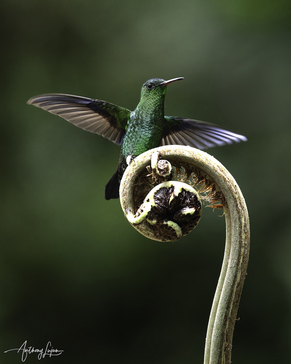 Steely-vented Hummingbird - ML620607222