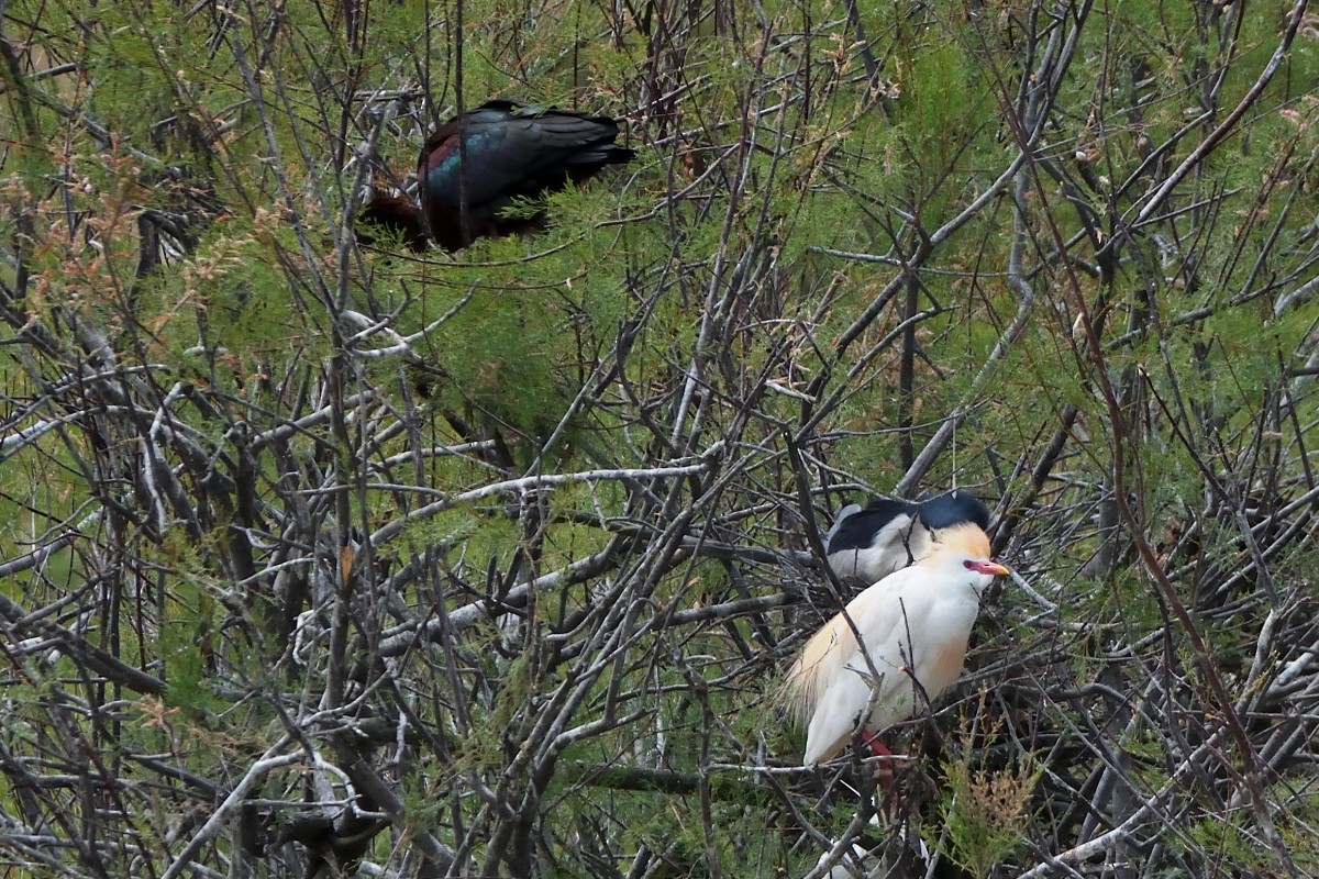 Western Cattle Egret - ML620607223