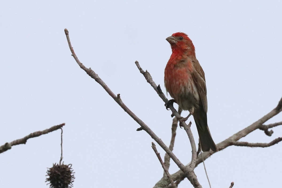 House Finch - Karen Bonsell