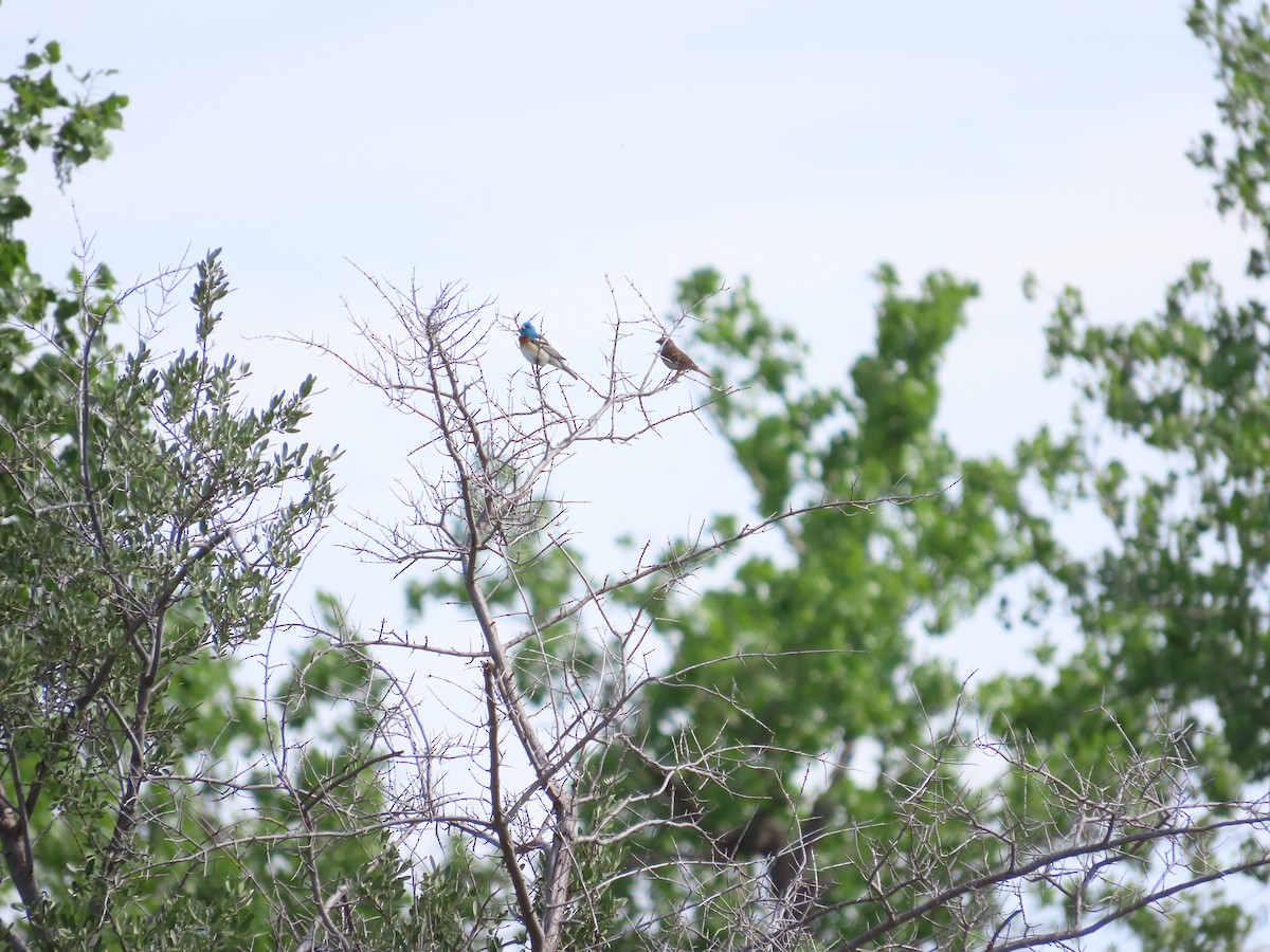 Lazuli Bunting - ML620607229