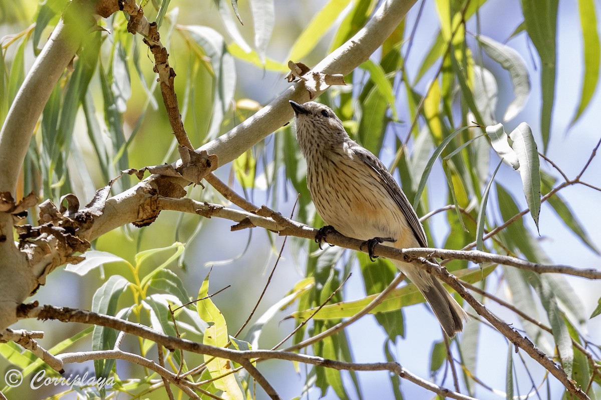 Rufous Whistler - ML620607230