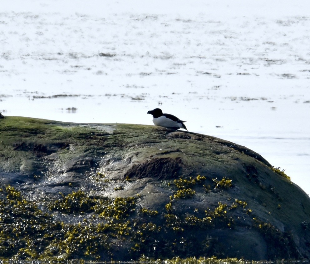 Razorbill - ML620607231