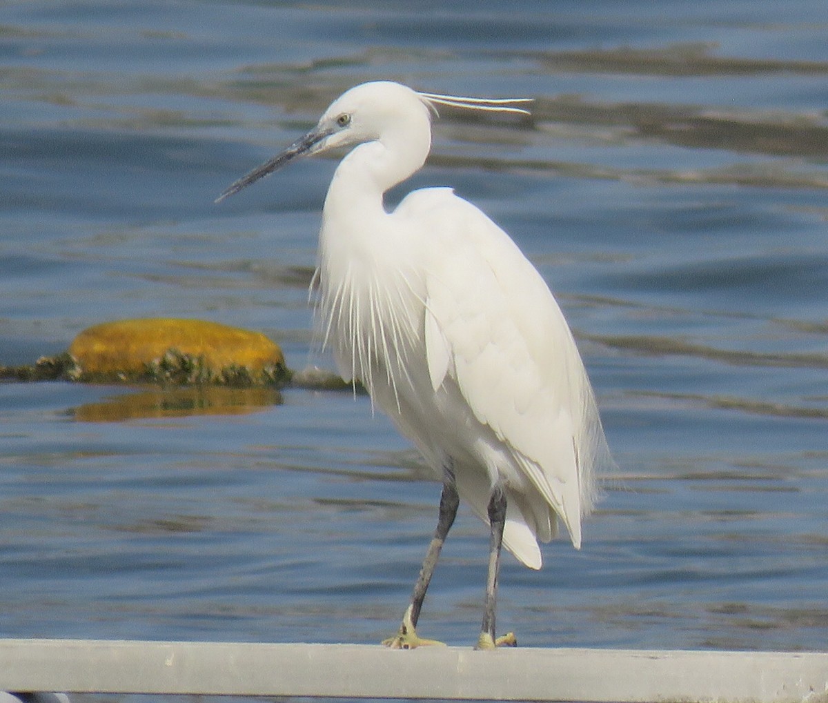 Little Egret - ML620607233