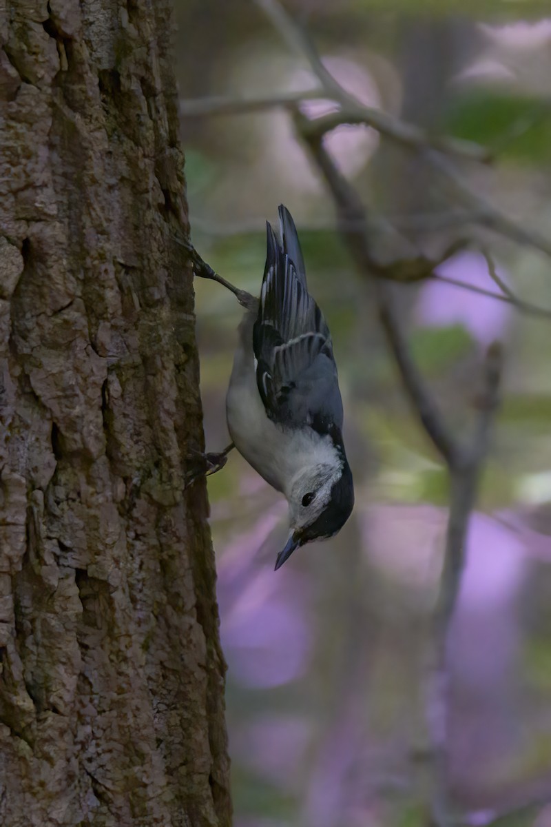 White-breasted Nuthatch - ML620607238