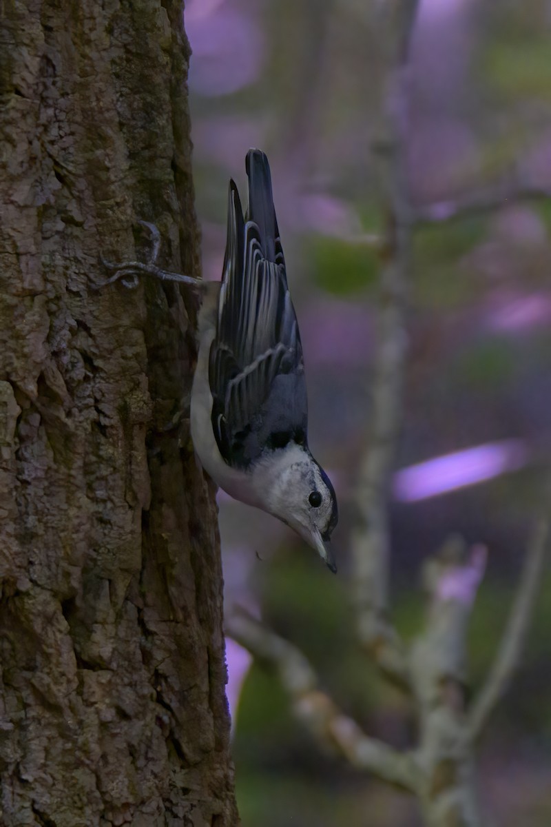 White-breasted Nuthatch - ML620607239