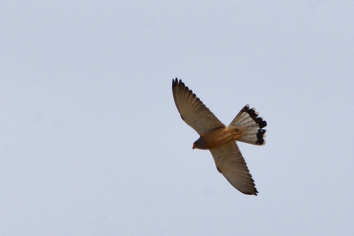 Lesser Kestrel - ML620607240