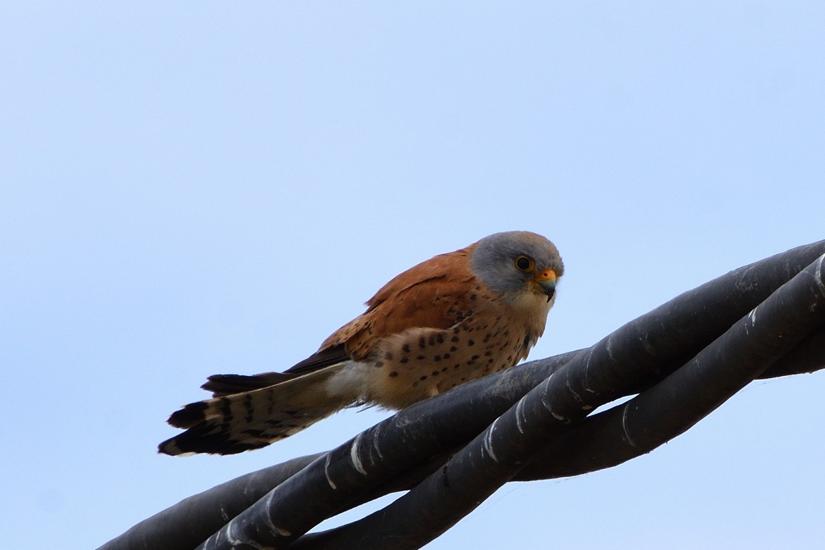 Lesser Kestrel - ML620607241